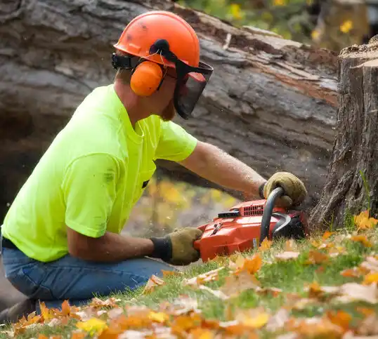 tree services Goodrich